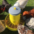 Krmítko pro drůbež RIVER Compacta - 12L / 22L + možnost nožiček