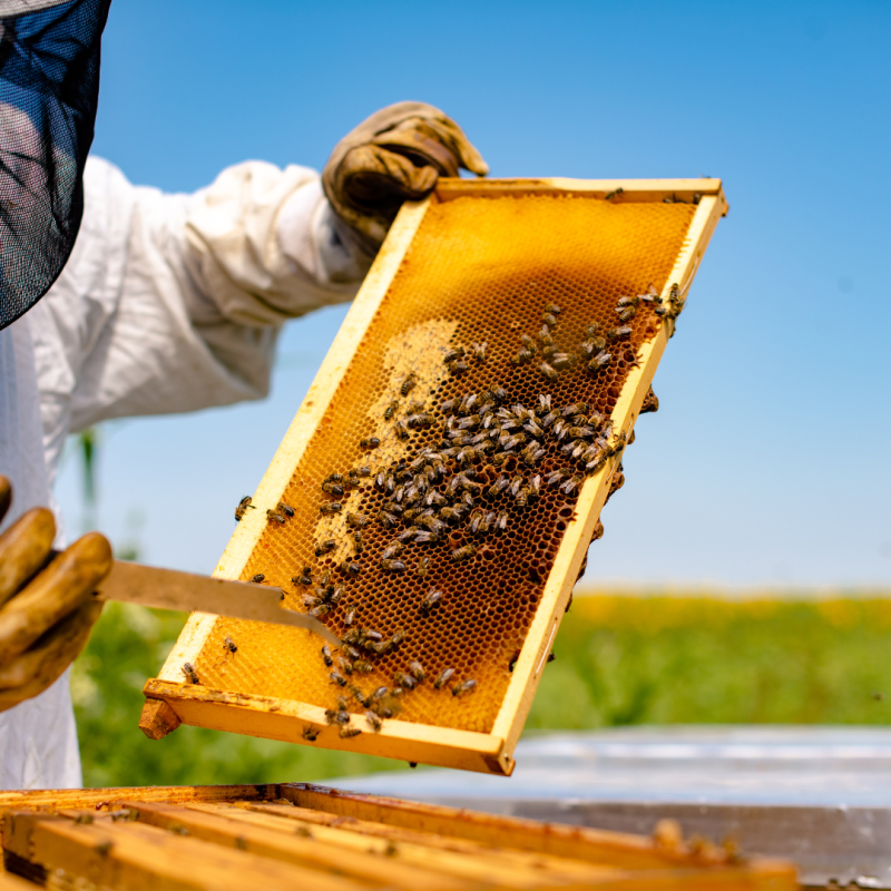 Co zajistit, než začnete včelařit