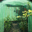 Fóliovník Petra, 200 x 77 x 169 cm
