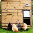 Komplet otevírání a zavírání kurníku CHICKEN GUARD PRO 25x30
