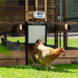 Automatické otevírání a zavírání kurníku CHICKEN GUARD STANDARD