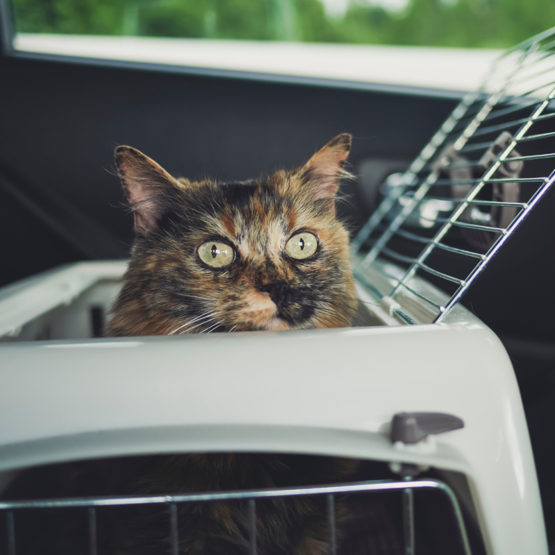 Zvířata o dovolené: nechat je doma, nebo je vzít s sebou?