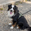 Vodítko samonavíjecí 5 m/20 kg, páska, antracit  