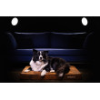 CROCODOG ORTHOPEDIC MATTRESS 