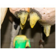 BaktoStop foam